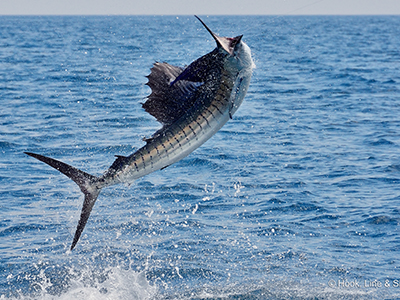 Kuala Rompin Sailfish 02