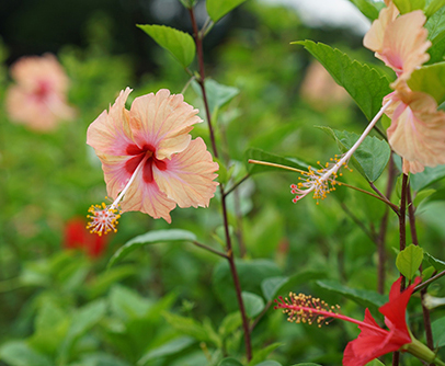 National Flower Bunga Raya