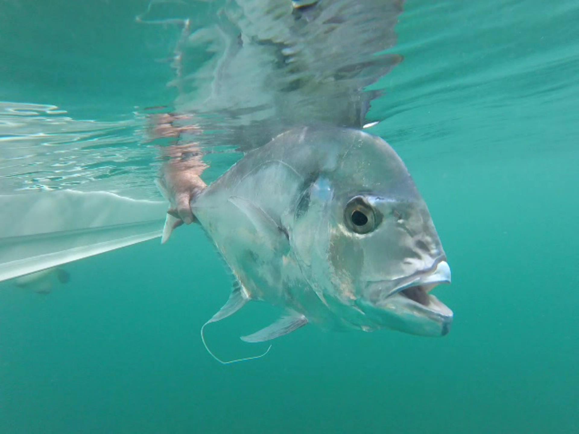 Giant Trevally