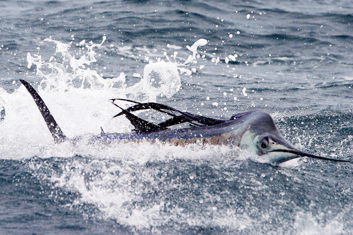 Giant Trevally